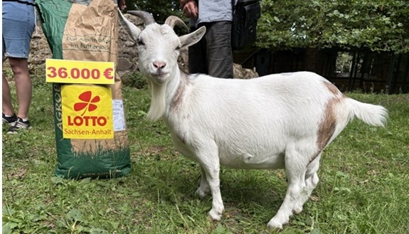 Ziege mit Futtersack